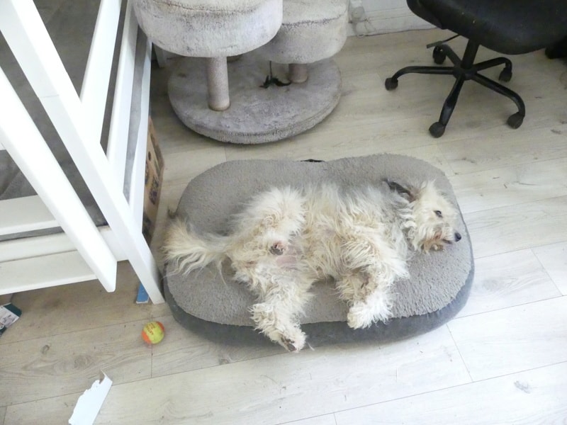 Scarlett, chien sauvé par Remember Me France
