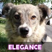 Élégance