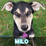 Milo