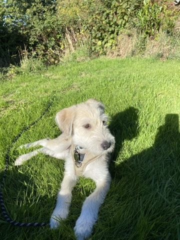 Billy, chien sauvé par Remember Me France