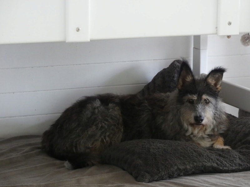 Derek, chien sauvé par Remember Me France