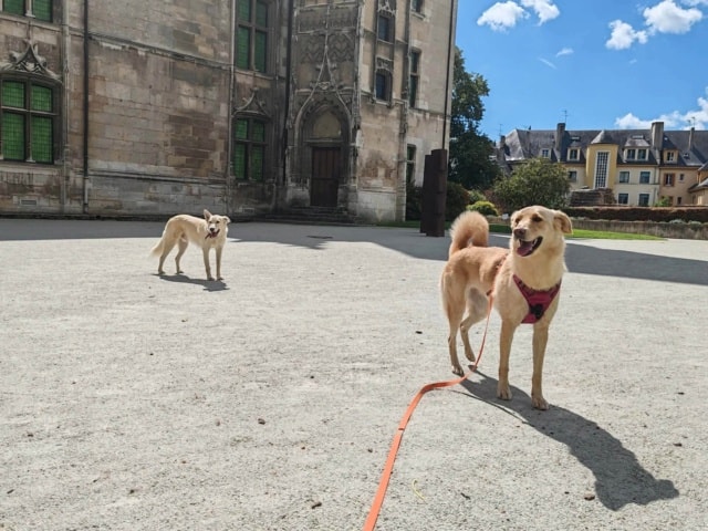 Drogon, chien sauvé par Remember Me France