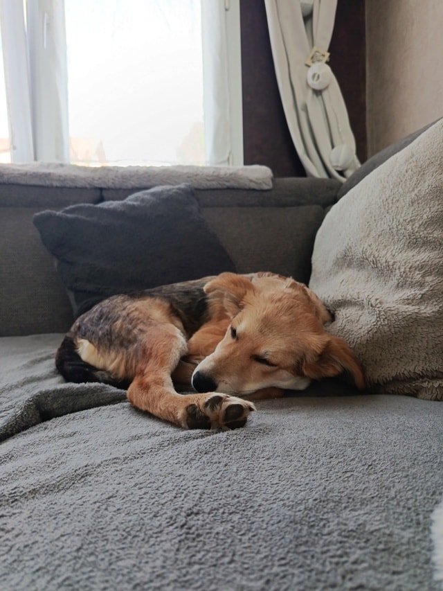 Maia, chien sauvé par Remember Me France