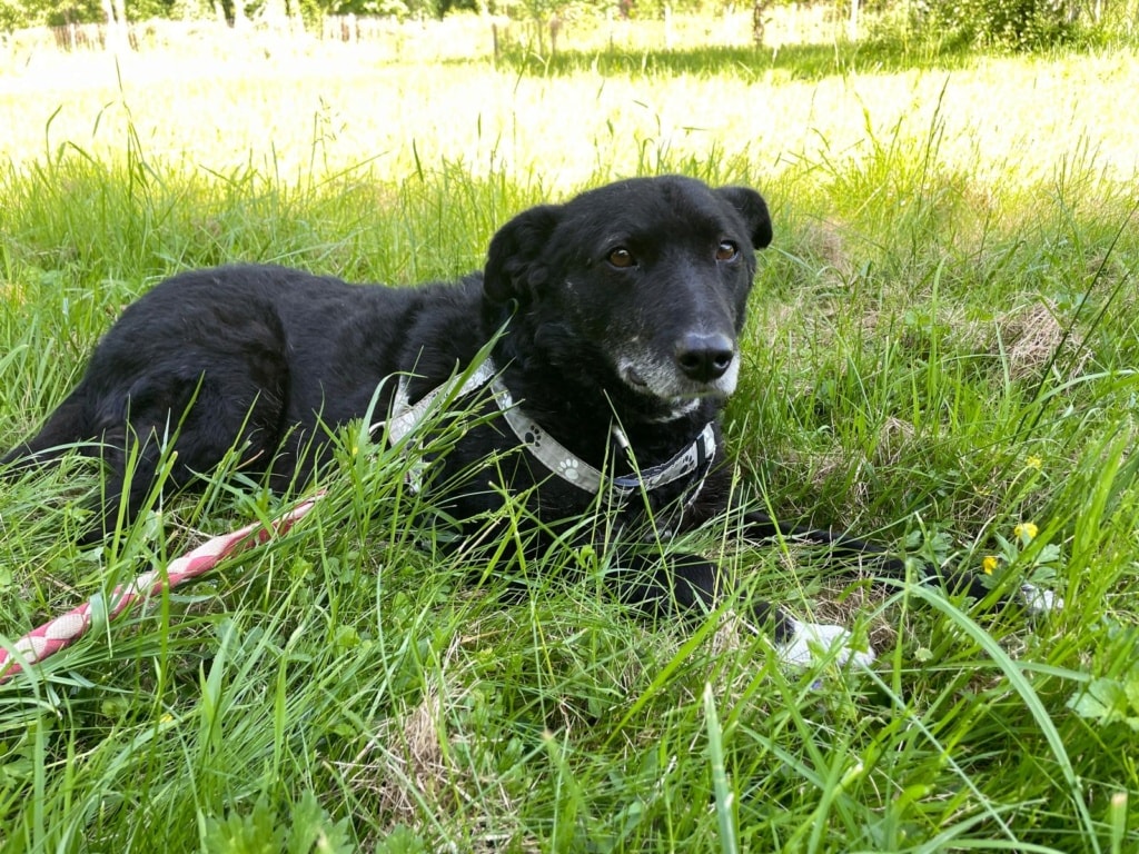 Patitza, chien sauvé par Remember Me France