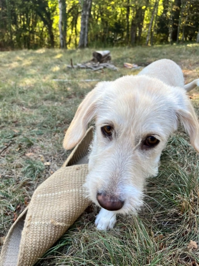 Radis, chien sauvé par Remember Me France