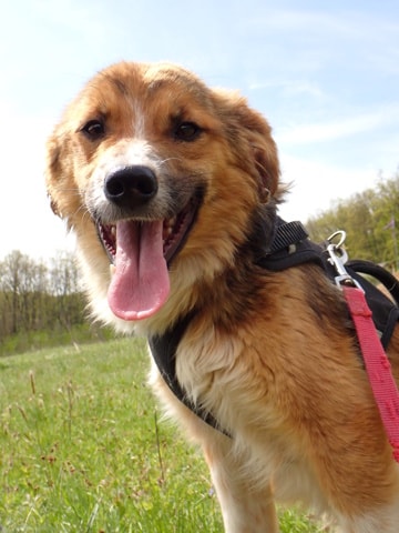 Sabre, chien sauvé par Remember Me France