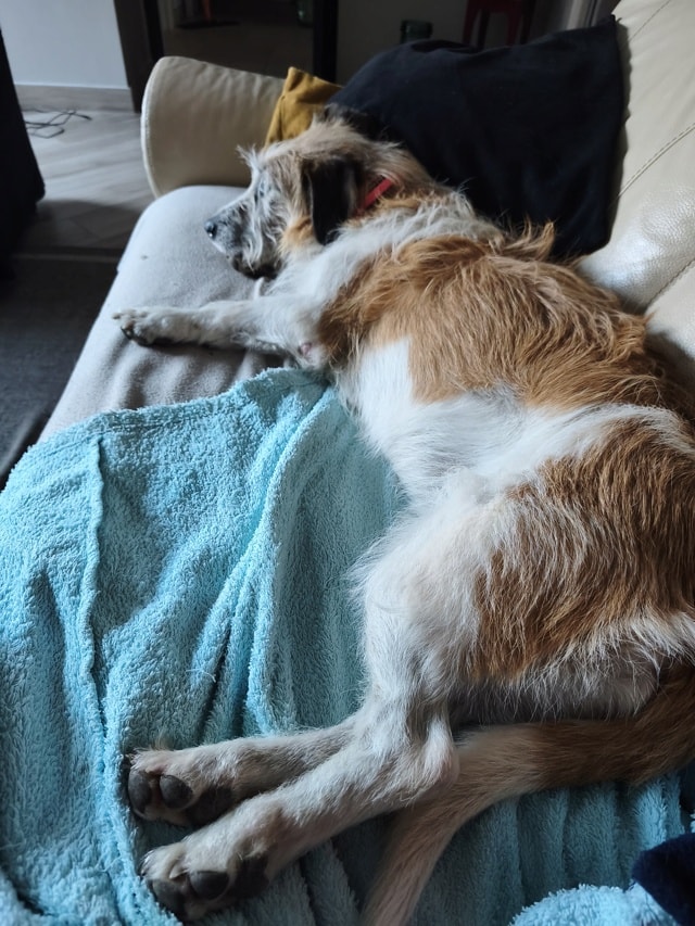 Shenda, chien sauvé par Remember Me France