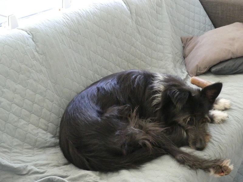 Tinou, chien sauvé par Remember Me France