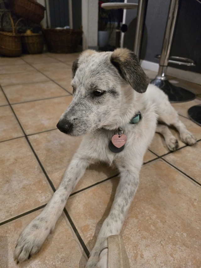 Zaline, chien sauvé par Remember Me France